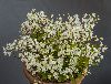 <em>Deutzia gracilis</em> 'Nikko'